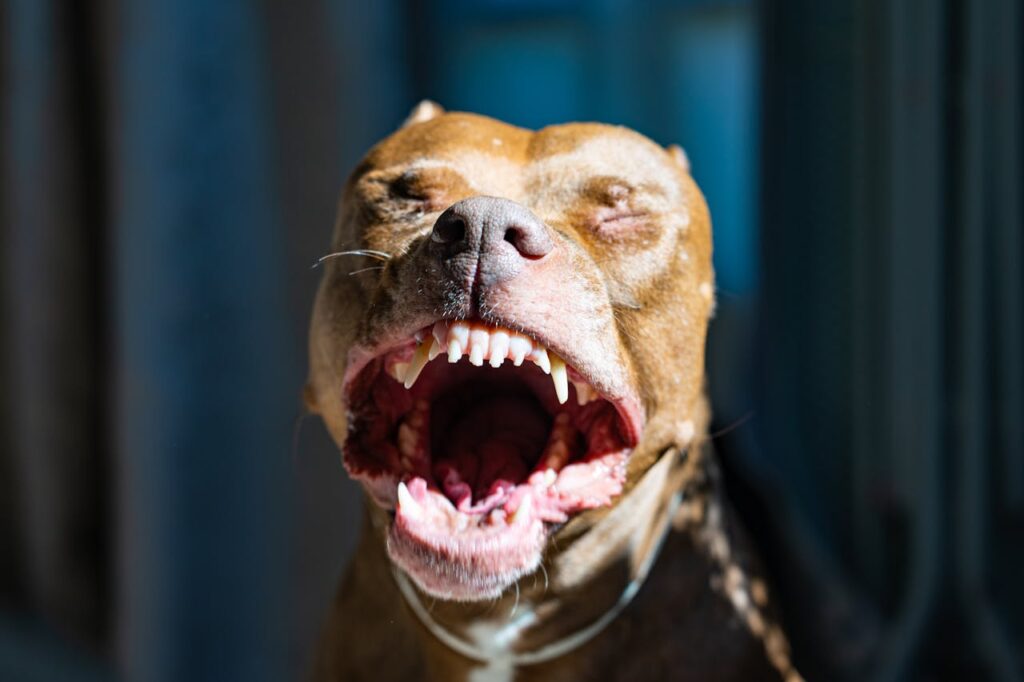 Pit Bull Breed Characteristics