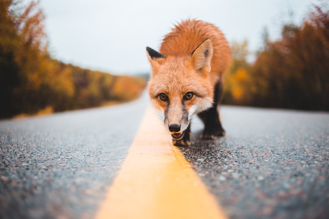 Are Foxes Dogs? Understanding Their Relationship