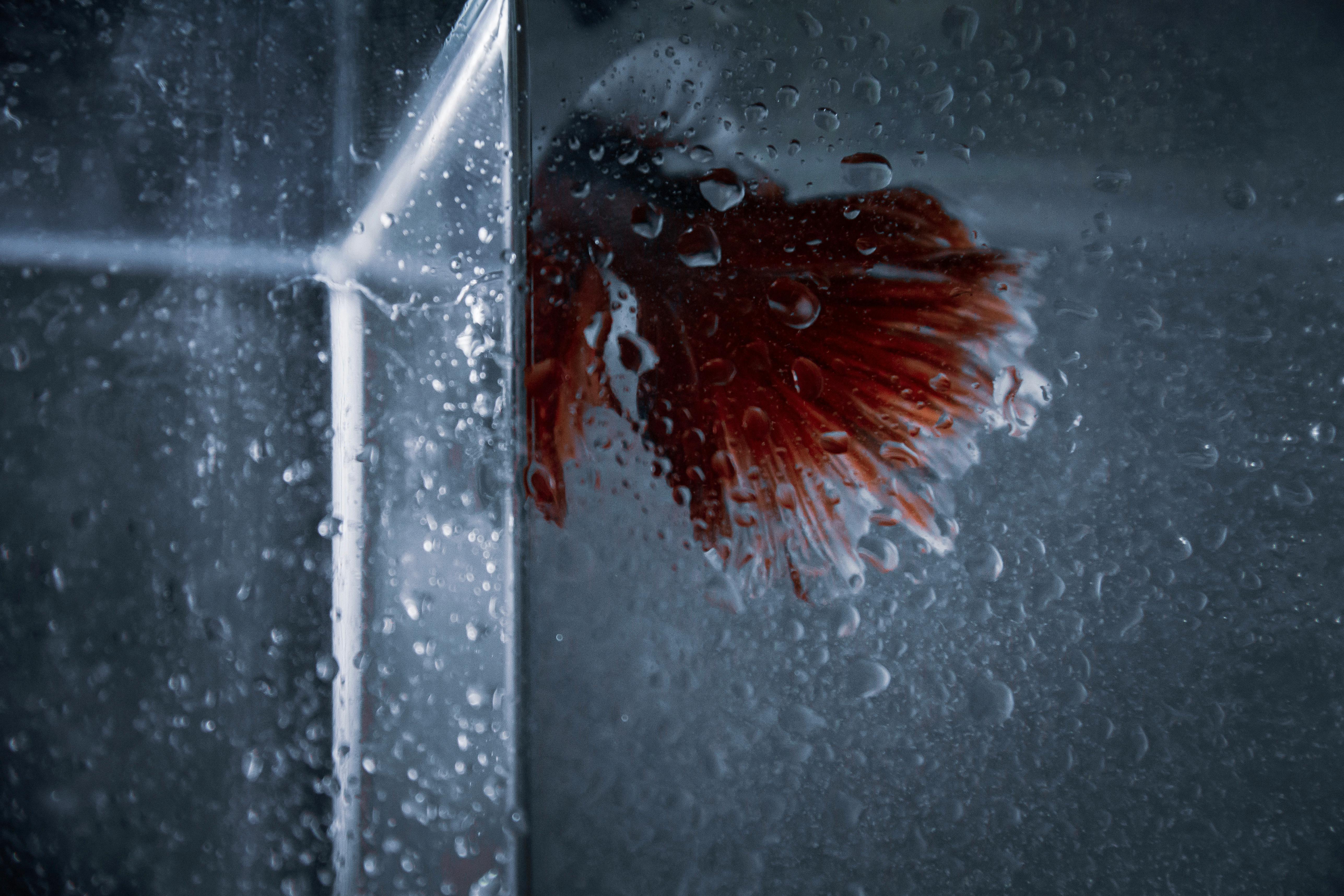Betta Tank Mates: Choosing Safe Companions for Bettas