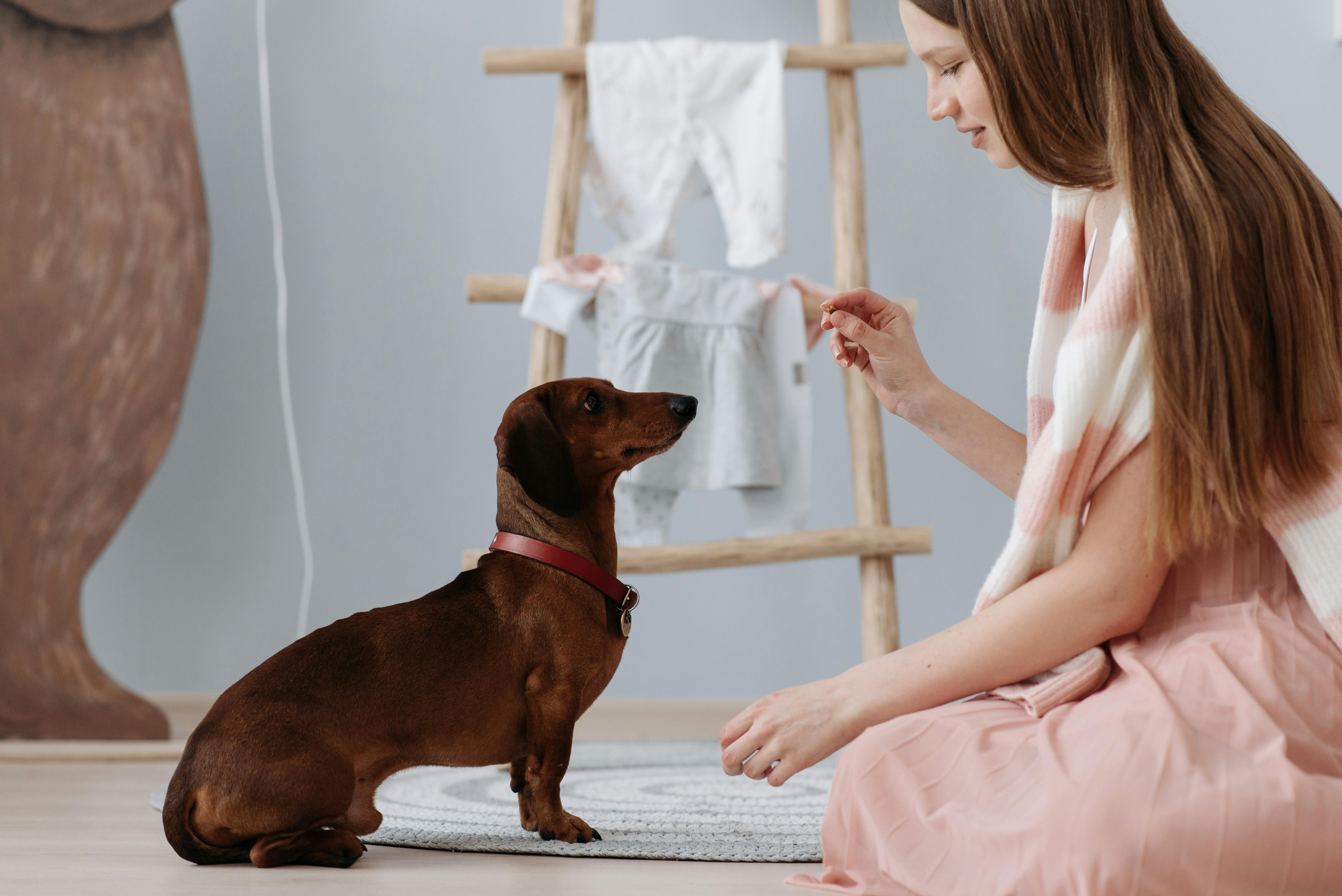 Dog Calming Treats
