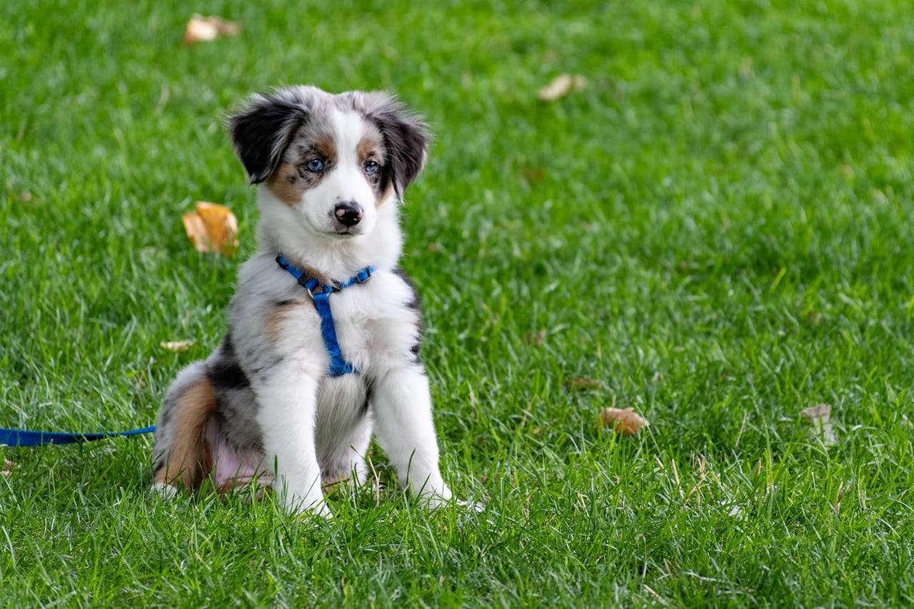 Things Only Aussiedoodle People Truly Understand