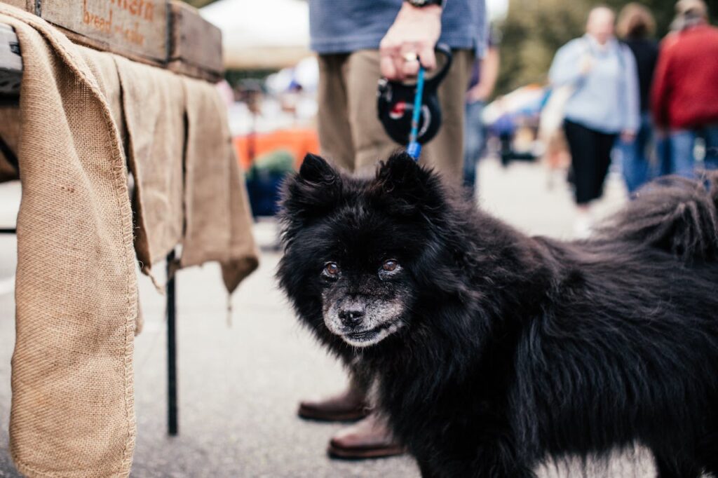 Signs of Fleas on Dogs