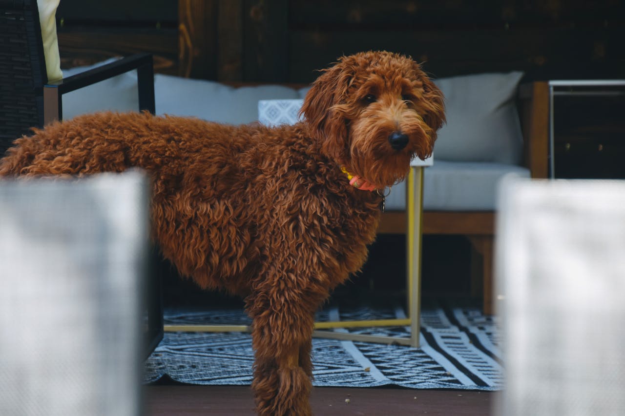 Goldendoodle Puppies: Ultimate Guide for New Dog Parents