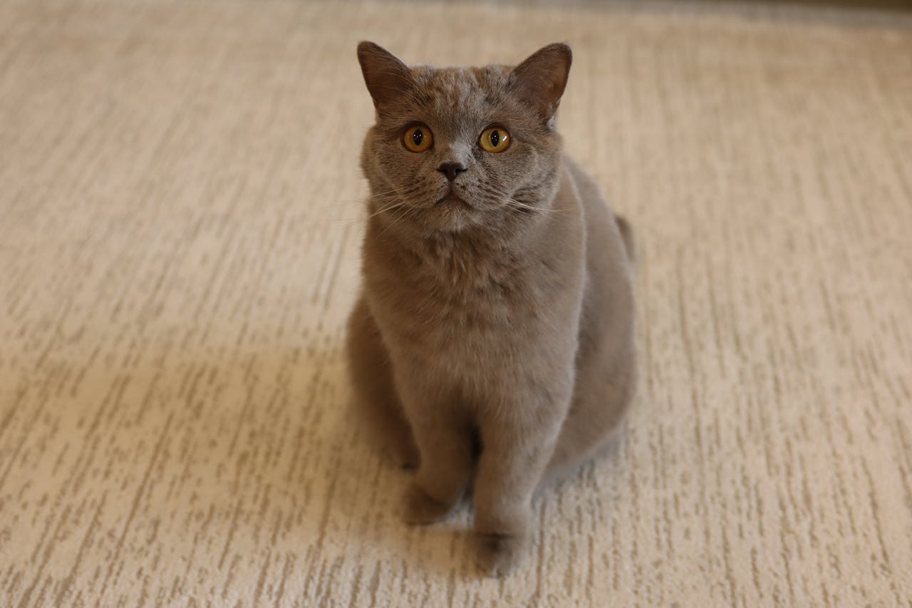 Primordial Pouch In Cats: Your Guide to the Pouch