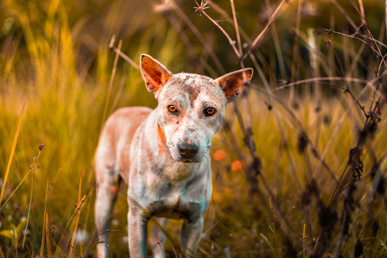 Can Dogs Cry Real Tears Like Humans Do?