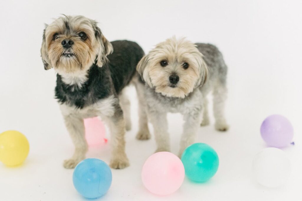 What is a Morkie