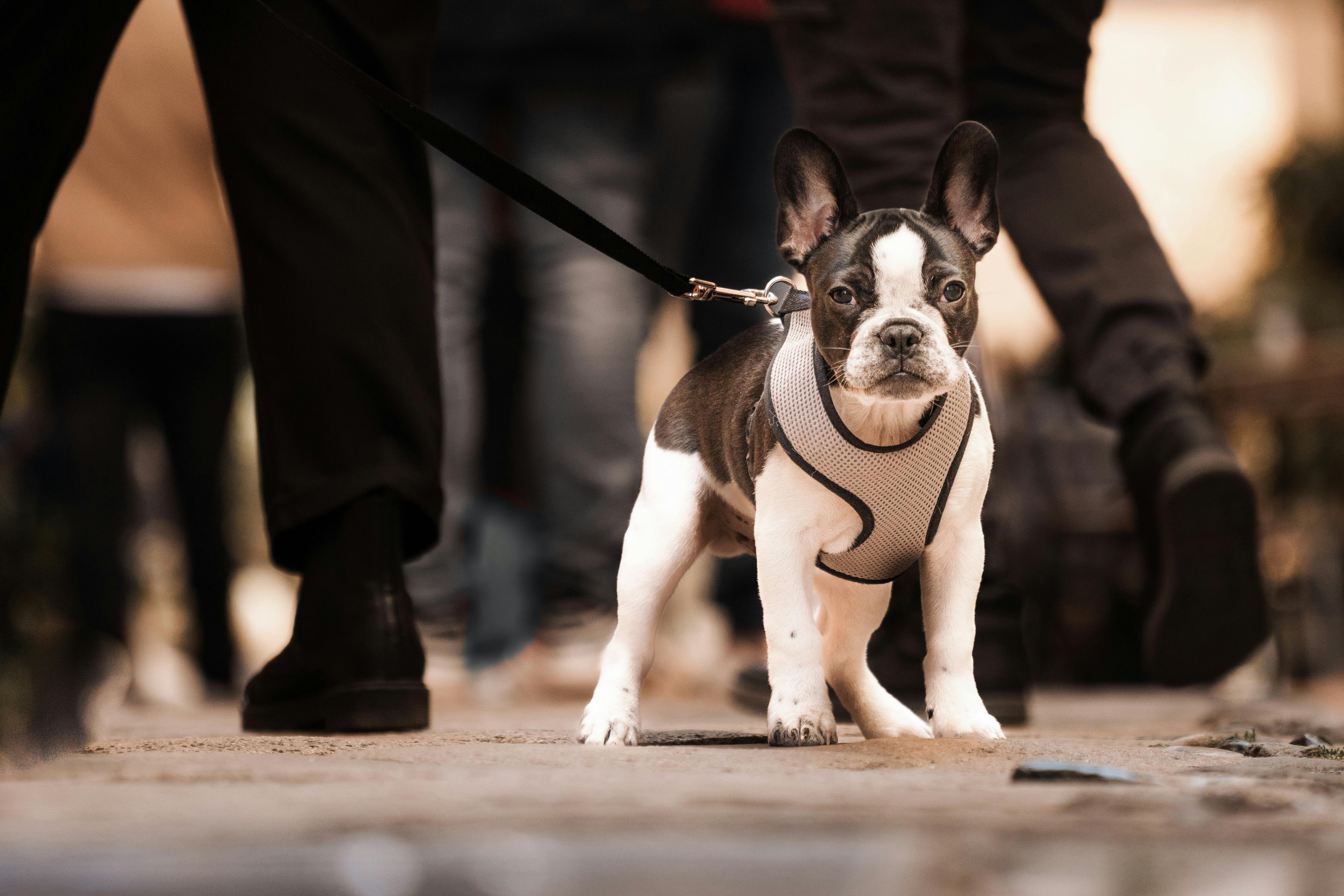 Well-Fitted Harness