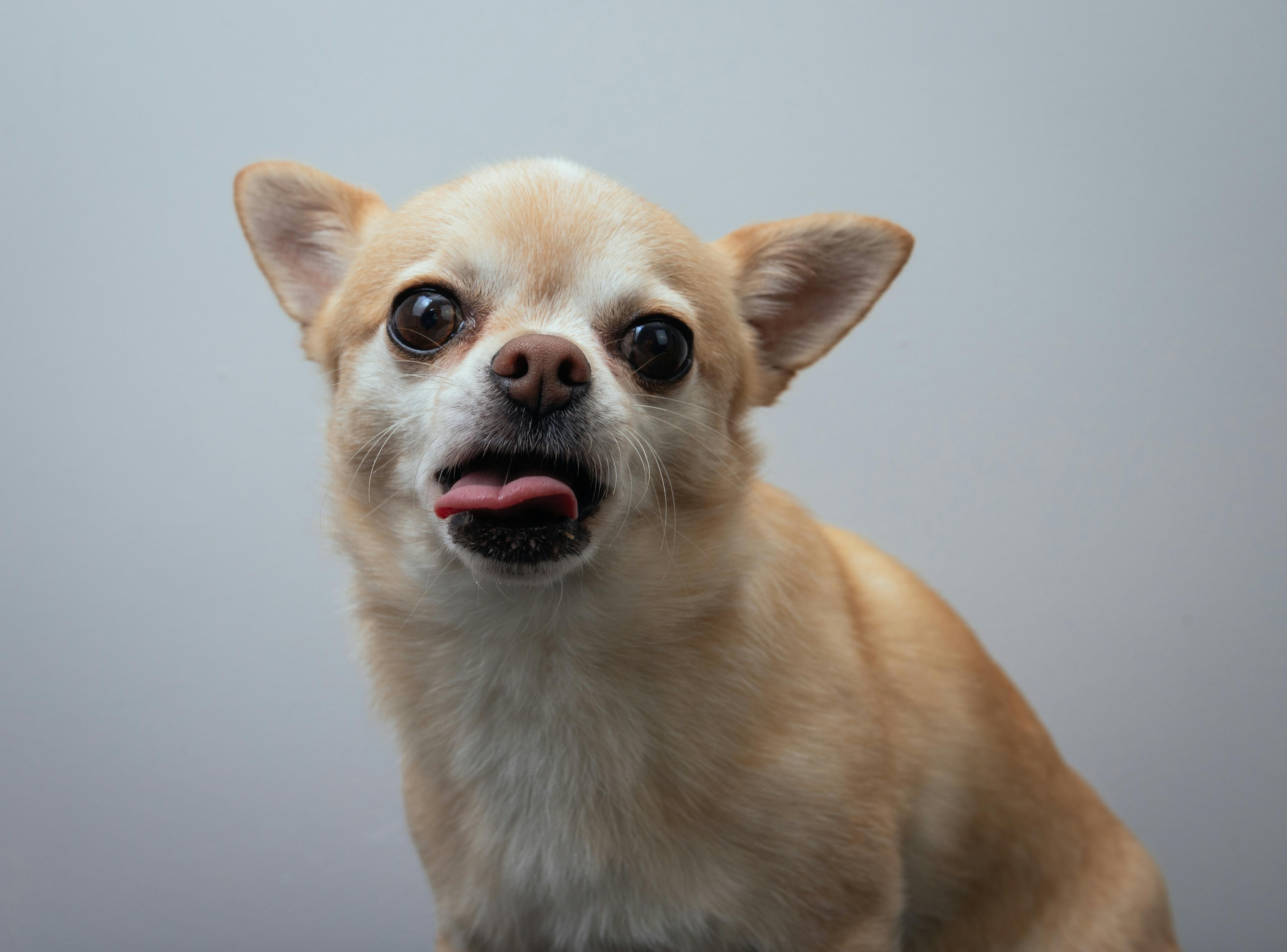 Chihuahua Pros and Cons: Understanding the Breed's Traits