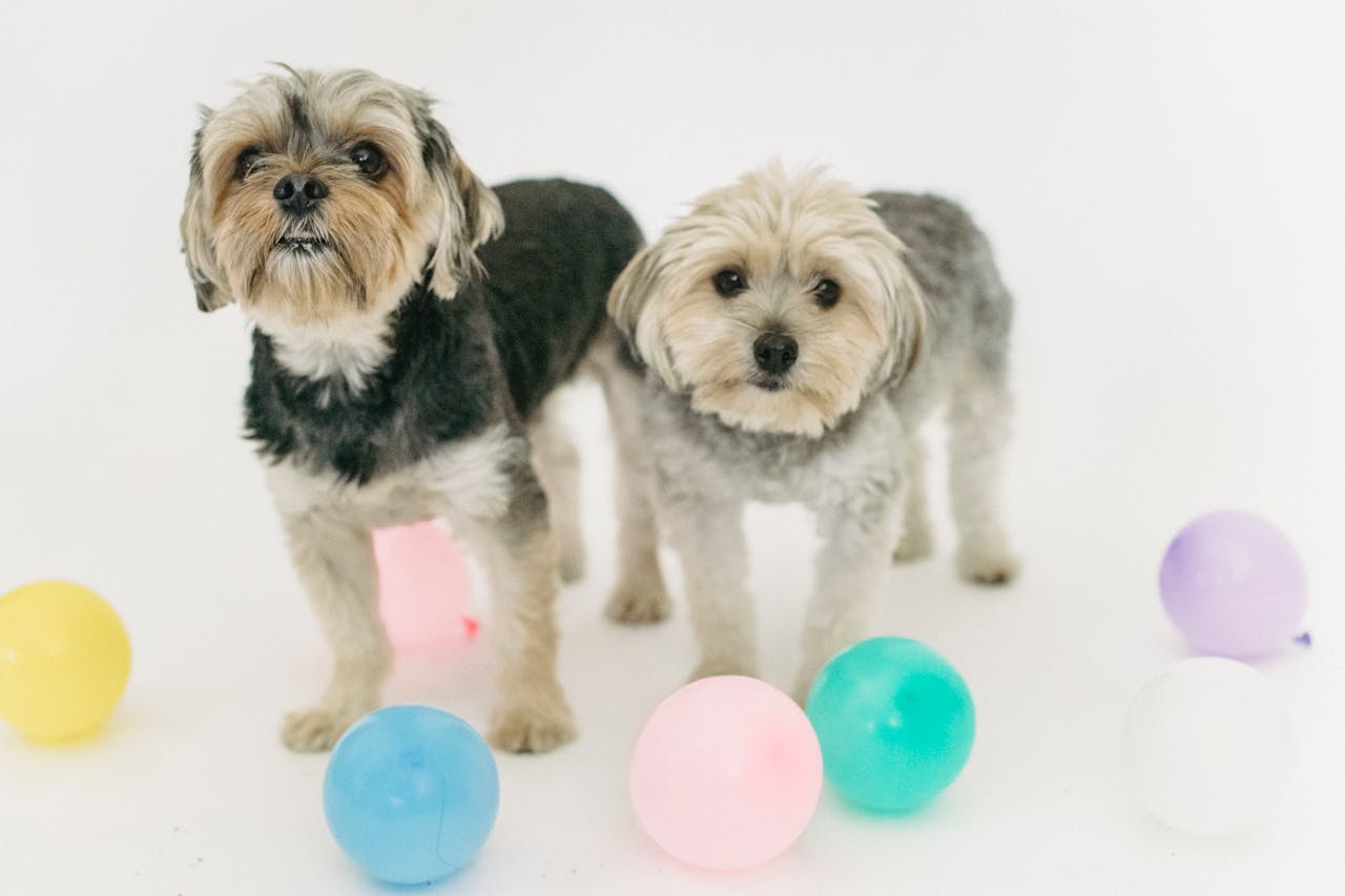 Maltese Yorkie Mix: Morkie Breed Profile Essential Guide